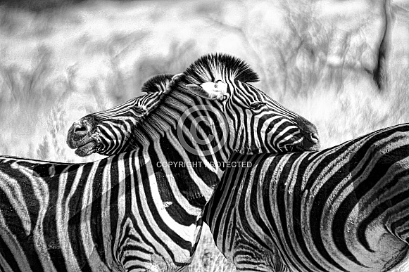 Zebra Pair. Black and White