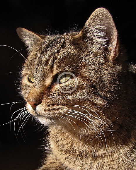 Light and Shadow Tabby Cat Portrait