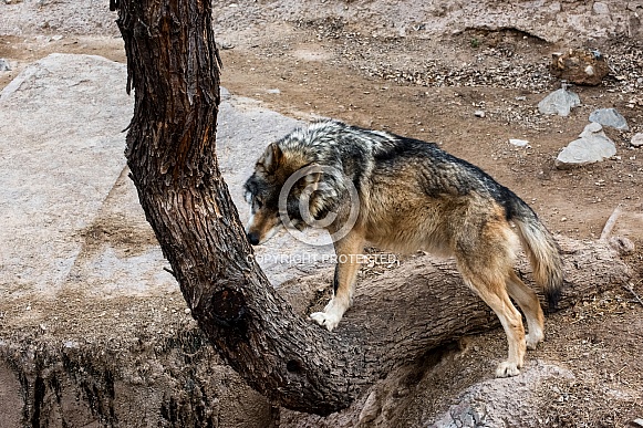 Mexican Grey Wolf - Male