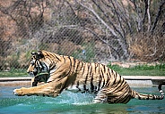 Tiger jumping into a swimming pool