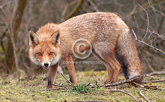Red Fox