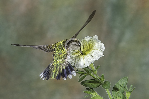 Ruby-throated Hummingbird Female