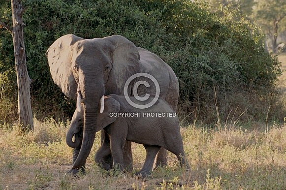 African Elephant & Calf