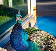Male Peacock or Peafowl