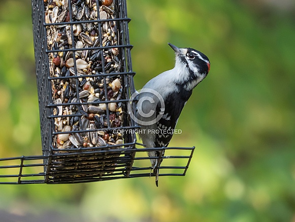 Male Downy Woodpecker in Alaska