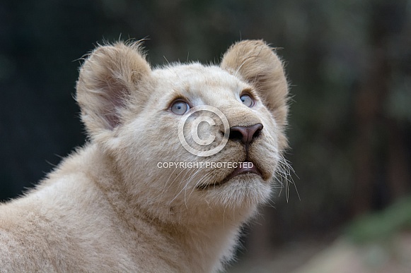 white Lion cub