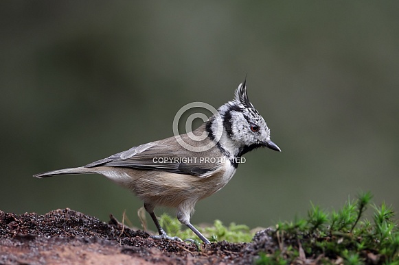 The Crested Tit