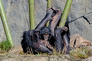 Nursing Baby Bonobo
