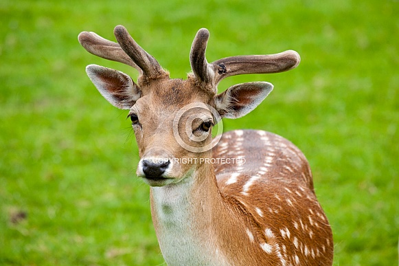 Young Fallow Deer Buck