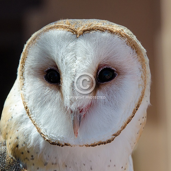Portrait of a Female Barn Owl