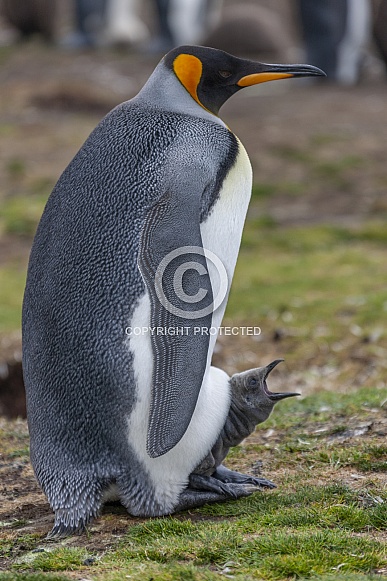 King Penguin - Falkland Islands