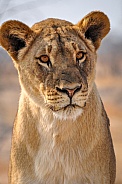 Wild Lioness