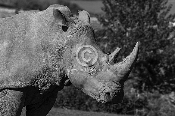 Black and White Image of White Rhino