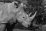 Black and White Image of White Rhino