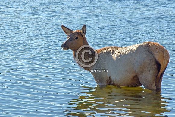 Elk Cow in Yellowstone Lake