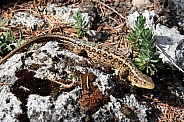 Female sand lizard, lacerta agilis