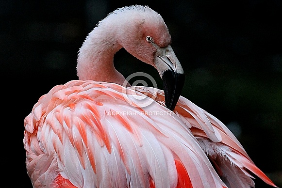 Great flamingo