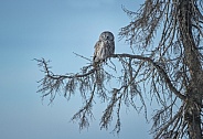 Great Grey Owl on a tree branch