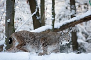 Lynx running through the snow