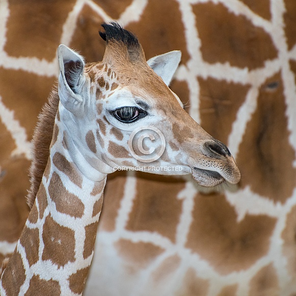 Giraffe Calf (2 weeks old)