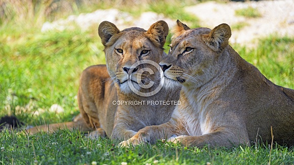 pair of Lionesses