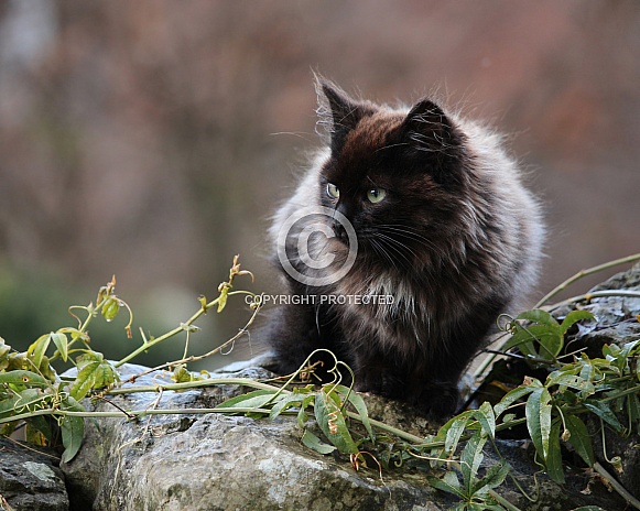 Black longhaired Kitten