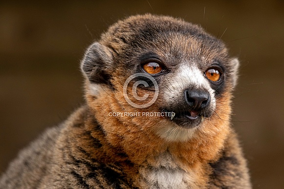Mongoose Lemur Close Up Face Shot