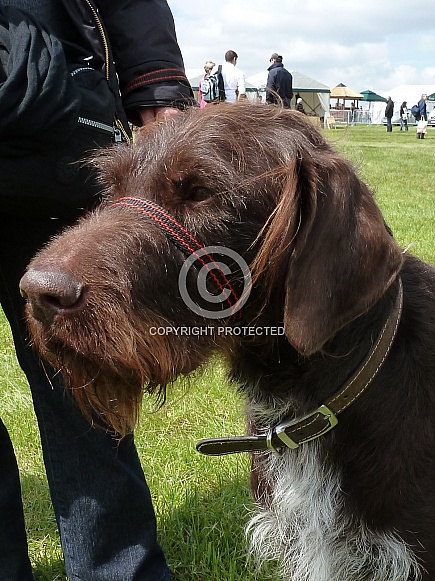 Wire Haired German Pointer dog