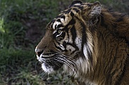 Sumatran Tiger Close Up Side Profile