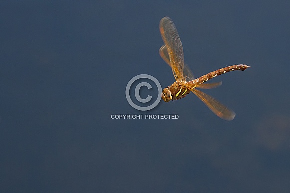 Brown Hawker Dragonfly in Flight
