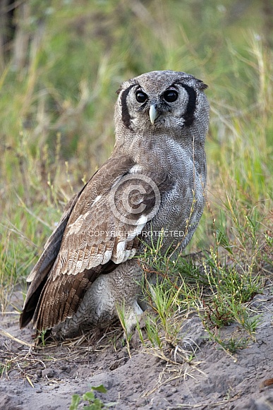 African Marsh Owl - Botswana