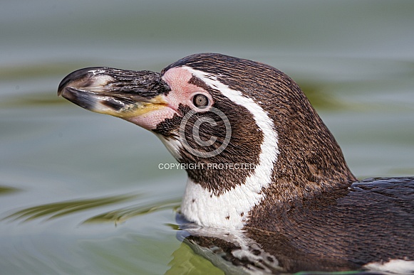 Penguin in Water