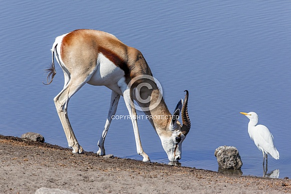 Springbok antelope - Namibia