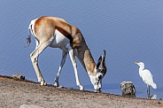 Springbok antelope - Namibia