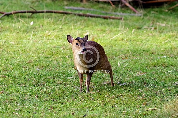 Young Reeves's muntjac calling