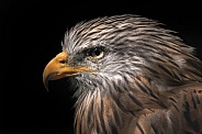 Red Kite Side Profile Head Shot Close Up