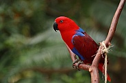 Eclectus Parrot