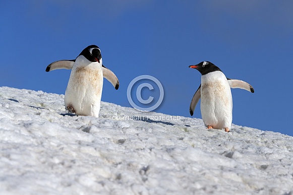 Gentoo Penguins - Antarctica