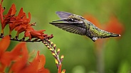 Hummingbird—Heading In For A Sip