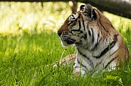 Amur Tiger In Grass Side Profile