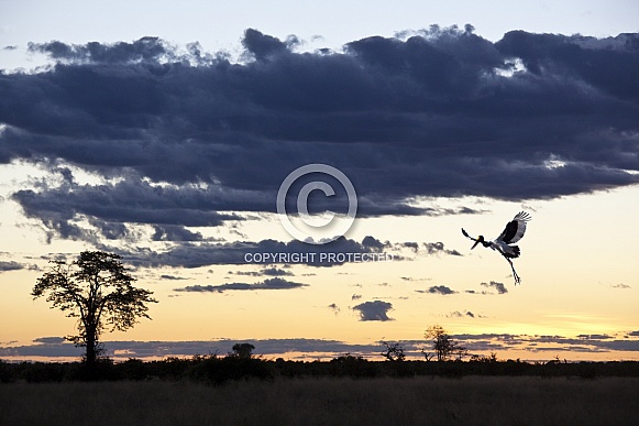 Saddlebilled Stork - Botswana
