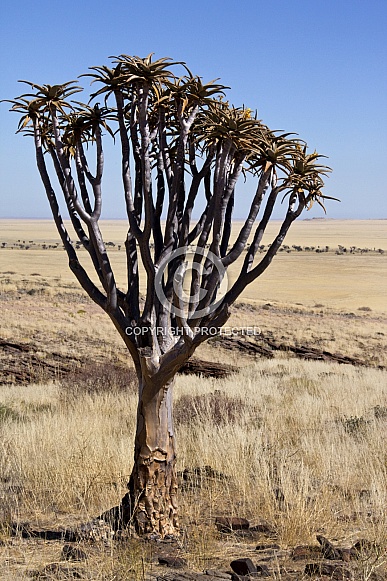 Quiver Tree (Aloe dichotoma) - Namibia