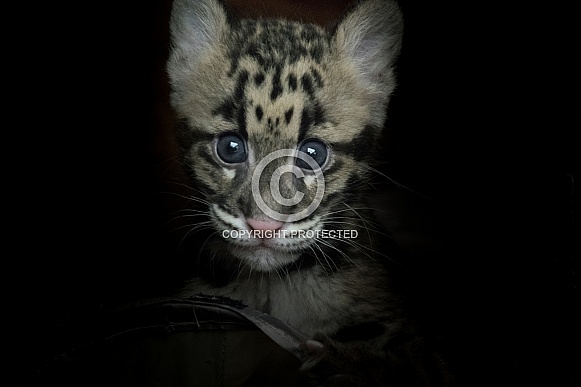 Clouded Leopard Cub