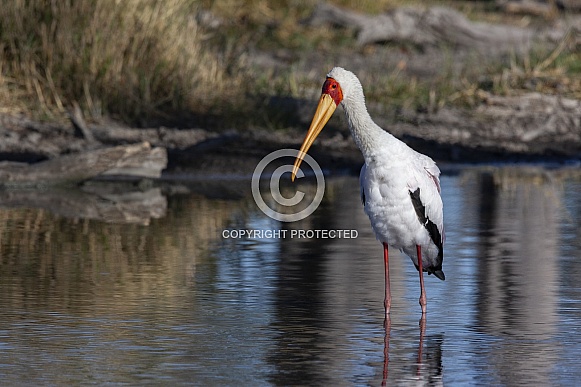 Yellow-billed Stork - Okavango Delta in Botswana