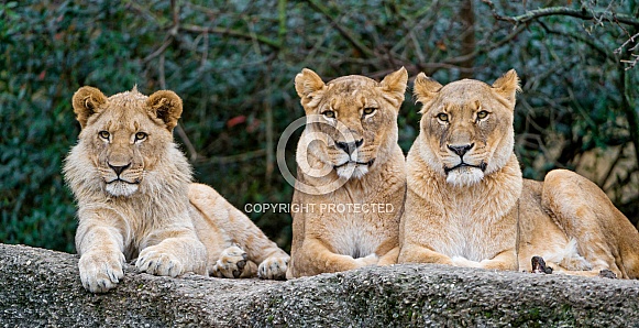Lioness Trio
