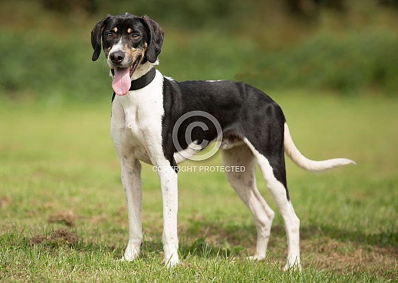 Black and White Trailhound