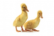 Baby Ducklings