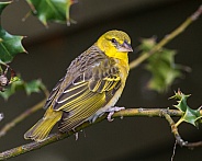 weaver bird-female