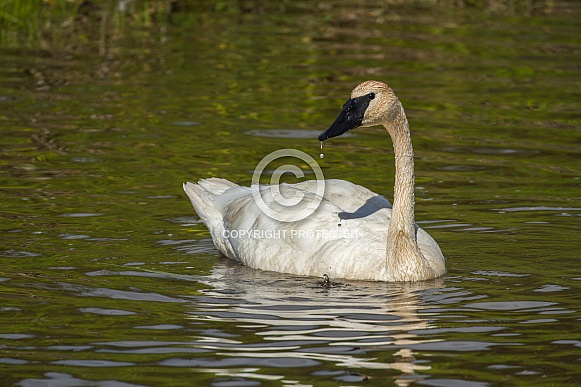 Trumpeter Swan Portrait in Alaska