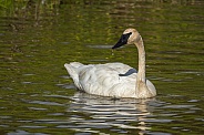 Trumpeter Swan Portrait in Alaska